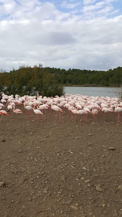 Appartement Le Flamant Rose 포르트라누벨 외부 사진